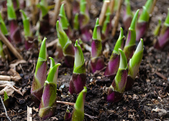 
Hosta's young shoots. Hosta in the spring.