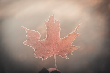 autumn maple leaf