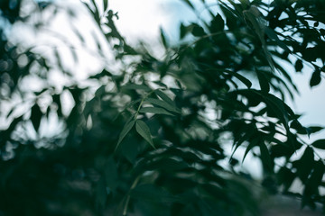 Fototapeta na wymiar Green leaves of a tree in daylight in spring