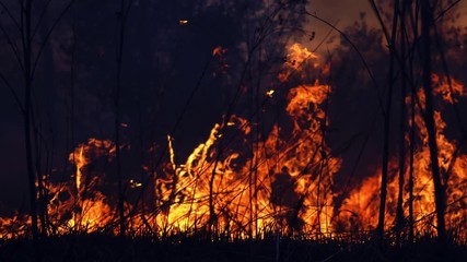 Wild fire in spring close up view. Deforestation and global warming concept. Rain forest wildfire disaster, dry bushes burning, fire reasons, ecology, earth, climate change, air pollution