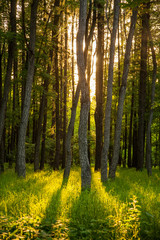sunset in a thick beautiful green forest in summer