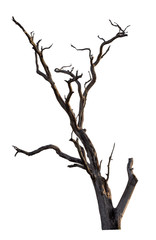 Dead tree with clipping path isolated on white background.