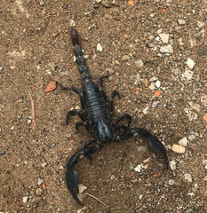scorpion on the sand