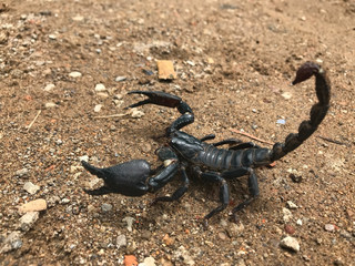 scorpion on the rock