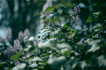 Lilac bush blooms in spring afternoon
