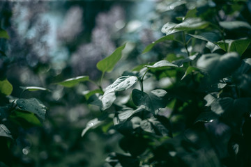 Lilac bush blooms in spring afternoon