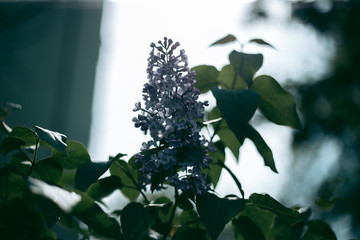 Lilac bush blooms in spring afternoon