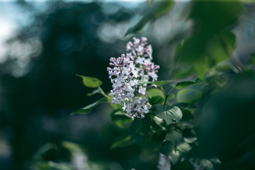 Lilac bush blooms in spring afternoon