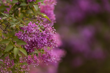 Flowering beautiful young lilac in spring
