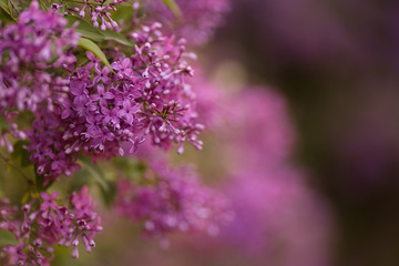 Obraz premium Flowering beautiful young lilac in spring