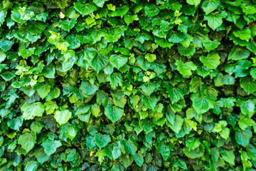 Ivy green background