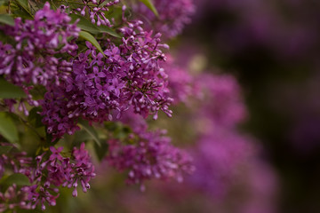 Flowering beautiful young lilac in spring