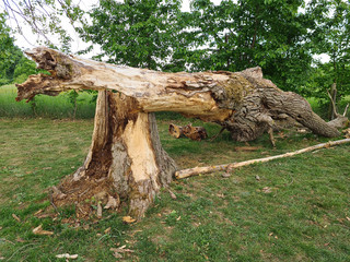 sturmschaden in einem park
