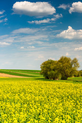 Canola or Rapeseed in Fields.Colorful Farmland at Spring. Blue Sky over Horizon