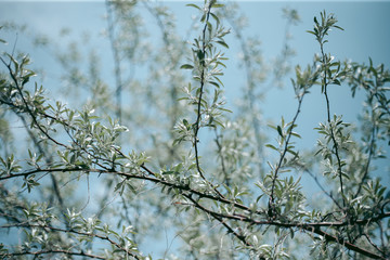 Green leaves of a tree in daylight in spring