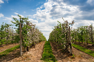 Fototapeta na wymiar Blooming Orchard in Farmland. Fruit Trees Production. Agriculture Industry