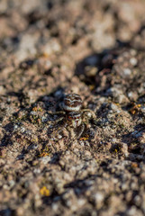 Spider