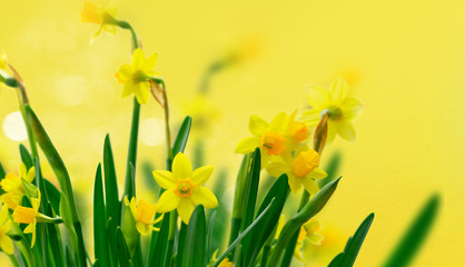 Yellow daffodil flowers