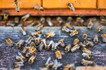 Heneybee or Honey Bee at Entrance to Beehive. Ecological Honey Production in Countryside. Close Up View