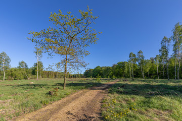 Fototapeta na wymiar Abgeholzter Wald es stehen nur noch wenige Bäume