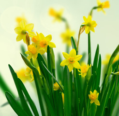 Naklejka premium Yellow daffodil flowers