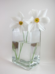 Simple spring vase of heirloom flowers from the 1800s called narcissus poeticus variant recurvus also known as white daffodils in a clear glass vase on a white background