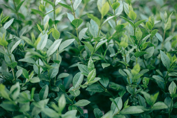 Green leaves of a tree in daylight in spring