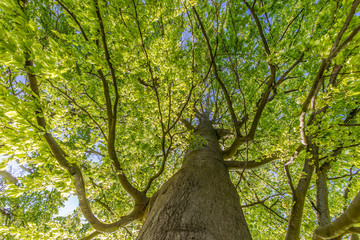 Blick in eine Baumkrone mit vielen grünen Blättern im Frühling