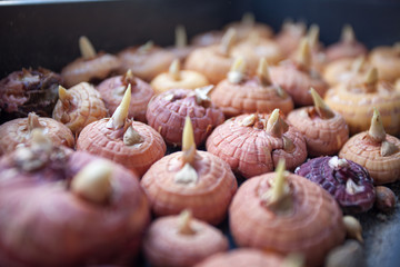 spring awakening of nature, flowering