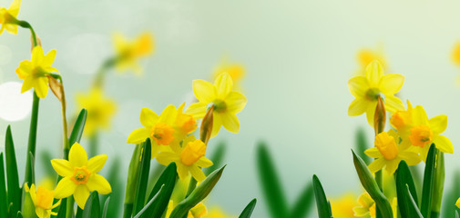 Yellow daffodil flowers