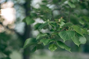 Green leaves of a tree in daylight in spring