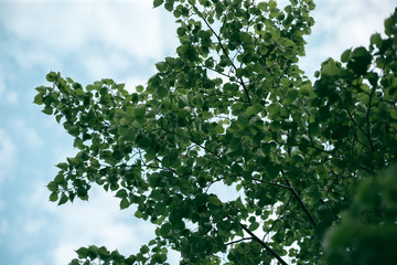 Fototapeta premium Green leaves of a tree in daylight in spring