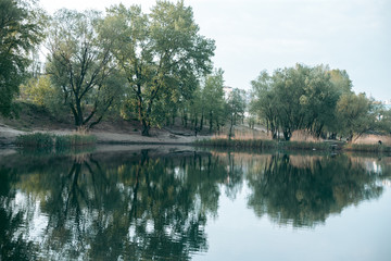 Green leaves of a tree in daylight in spring