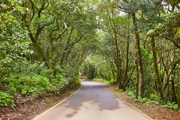 Fototapeta premium Beautiful road in forest of Anaga National rural park in Tenerife, Canary Islands, Spain