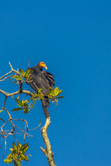 Greater yellow-headed or forest vulture (Cathartes melambrotus) sits on top of a tree in the jungle and looks out for prey. It is found in South America in tropical moist lowland forests.