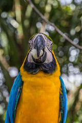 Portrait of blue-and-yellow macaw (Ara ararauna) with bread crumb in its mouth. It inhabits forest, woodland and savannah of tropical South America.