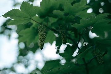 Green leaves of a tree in daylight in spring