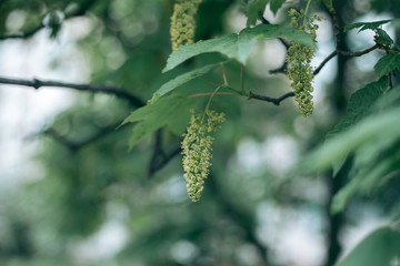 Green leaves of a tree in daylight in spring