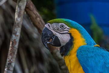 Portrait of a blue-and-yellow macaw (Ara ararauna) sitting on a branch and looking at the side. It inhabits forest, woodland and savannah of tropical South America.