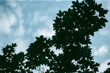 Green leaves of a tree in daylight in spring
