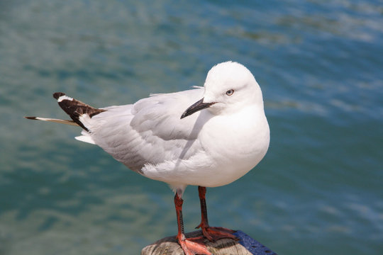 A white Seagul standing in front of water