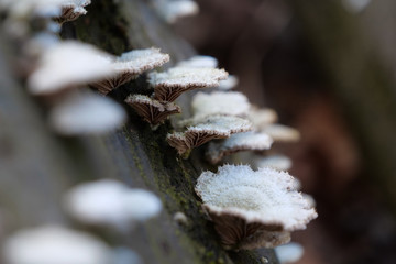 Parasitic fungus on branch of tree