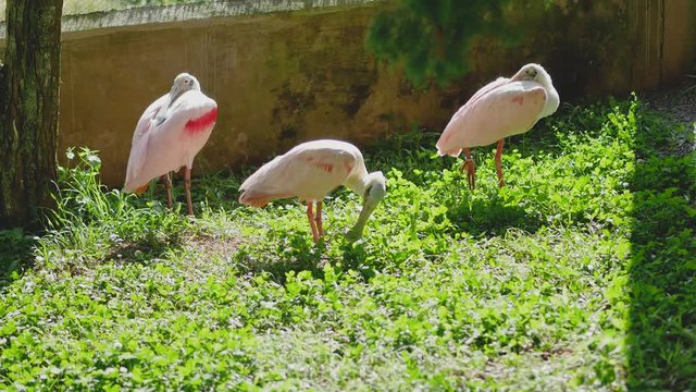 Spoonbills (Colhereiro), bird with spoon-shaped beak