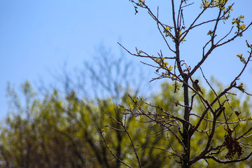 Bird in Green Spring Tree
