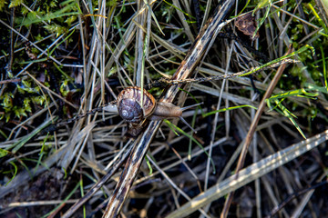 beautiful snail crawling over the twigs and blades of grass