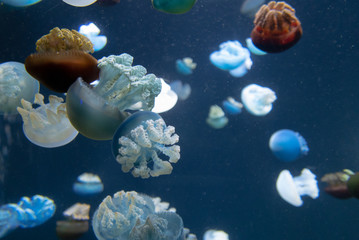 Fototapeta na wymiar Singapore Jellyfish