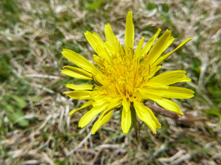 Flourishing Sunny Yellow Natural Dandelion
