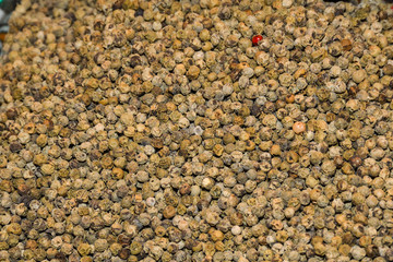 Mixed peppercorns background. Different colored peppercorns, close up.