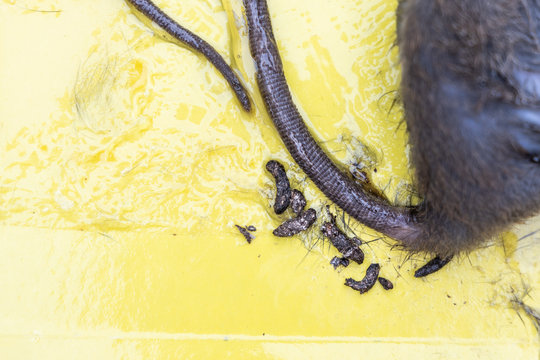 Close-up on rat feces, shit, poop, excreted on glue trap