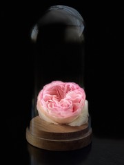 isolated rose on a black background